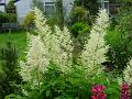 2002-0614astilbe